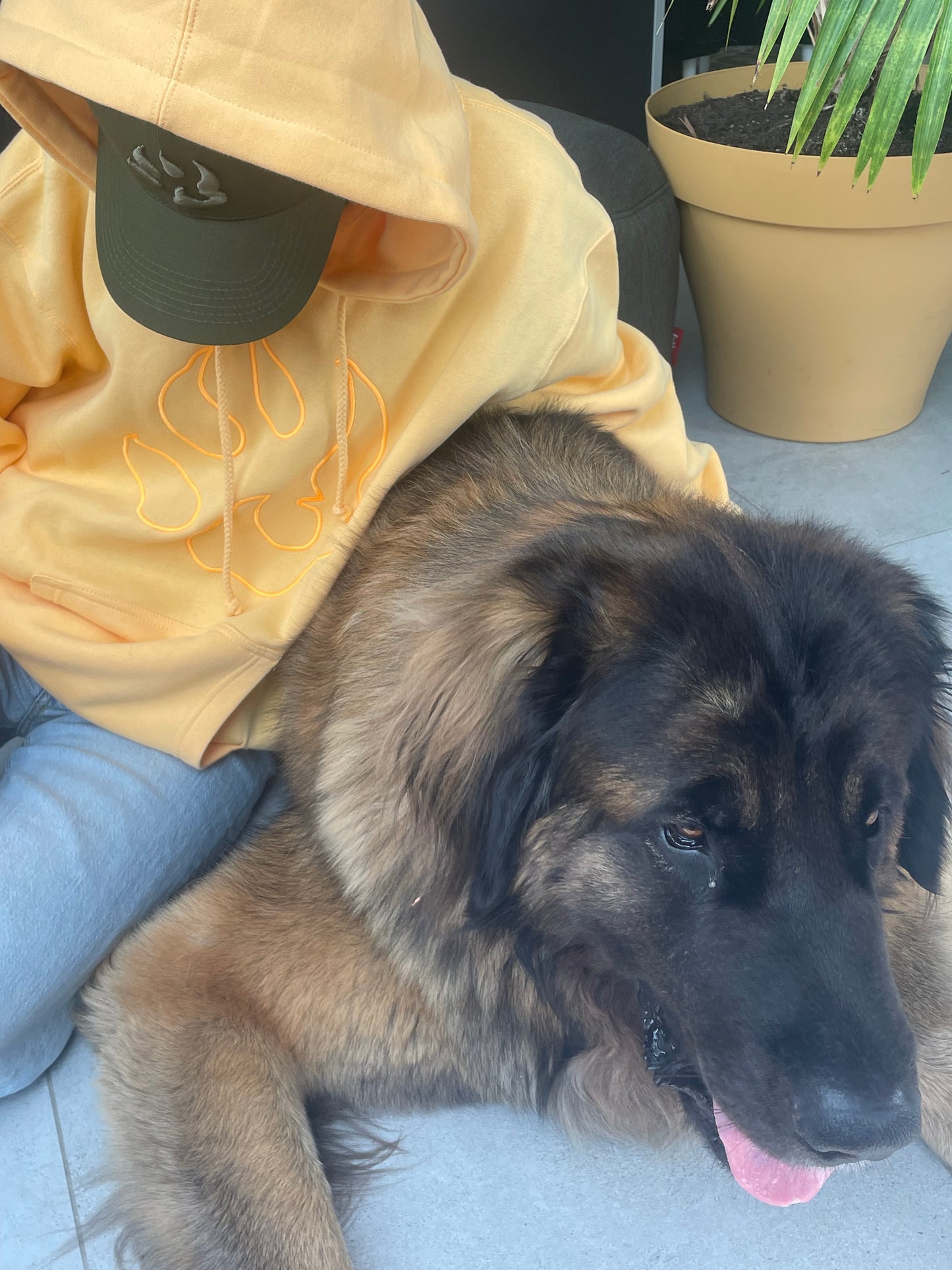 mannequin portant un sweat couleur pêche assise à coté d'un chien avec un gros plan vue de dessus sur le chien,